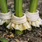 Kako spasiti božure od mrava u jednom jutru koristeći provjerenu metodu kako-spasiti-bozure-od-mrava-u-jednom-jutru-koristeci-provjerenu.png