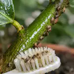 Kako spasiti domaće limune od insekata u proljeće jednim jednostavnim lijekom kako-spasiti-domace-limune-od-insekata-u-proljece-jednim-jednostavnim.png