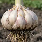 Mnogi ljetni stanovnici sigurni su da je moguće dobiti punu glavu iz sjemena (lukovica) tek nakon dvije godine, ali moje osobno iskustvo dokazuje suprotno. Glavni problem kod konvencionalne sjetve je dugotrajan rast, zbog čega se do srpnja formira tek sitna jednozuba biljka. Ako primijenite metodu rane stimulacije i pravilnu pripremu supstrata, ove godine ćete ubrati veliki češnjak, zaobilazeći fazu male sjetve. mnogi-ljetni-stanovnici-sigurni-su-da-je-moguce-dobiti-punu.png