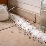 Soda bikarbona i ocat učinit će da mravi ovog proljeća zauvijek zaborave put do vašeg doma. soda-bikarbona-i-ocat-ucinit-ce-da-mravi-ovog-proljeca.png