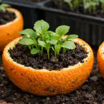 Tajna jakih sadnica krije se u običnoj kori naranče tajna-jakih-sadnica-krije-se-u-obicnoj-kori-narance.png