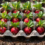 Tajna velike berbe rotkvica pomoću obične ladice za jaja tajna-velike-berbe-rotkvica-pomocu-obicne-ladice-za-jaja.png