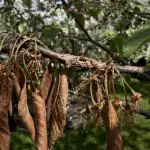 Vaša trešnja se odmah nakon cvatnje suši i ne daje bobice. vasa-tresnja-se-odmah-nakon-cvatnje-susi-i-ne-daje.png