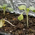 Zašto mlade sadnice kupusa umiru kada nedostaje proljetnog sunca? zasto-mlade-sadnice-kupusa-umiru-kada-nedostaje-proljetnog-sunca.png