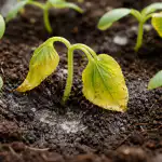 Zašto sadnice krastavaca preko noći polegnu i požute? zasto-sadnice-krastavaca-preko-noci-polegnu-i-pozute.png