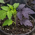 Zašto sadnice rajčice postaju ljubičaste i kako to spriječiti preko noći zasto-sadnice-rajcice-postaju-ljubicaste-i-kako-to-sprijeciti-preko.png
